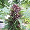 Frisian Dew Feminizada Dutch Passion - (x3)