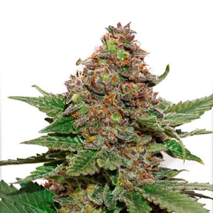 Strawberry Cough Feminizada Dutch Passion - (x3)