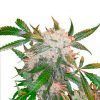White Widow Feminizada Dutch Passion - (x3)