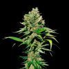 Excalibur Feminizada Eva Seeds - (x3)