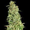 High Level Feminizada Eva Seeds - (x3)