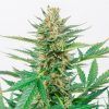 Jamaican Dream Feminizada Eva Seeds - (x3)