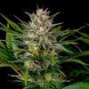 Veneno Feminizada Eva Seeds - (x3)