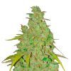 1024 Feminizada Medical Seeds - (X3)