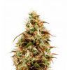 No Name Feminizada Medical Seeds - (x3)