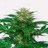 Prozack Feminizada Medical Seeds - (x3)