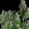 White Widow Feminizada Medical Seeds - (x3)