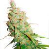 Y Griega CBD Medical Seeds - (x3)