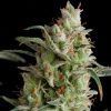 American Pie Feminizada Pyramid Seeds - (x1)