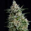 Anesthesia Feminizada Pyramid Seeds - (x1)