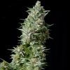 Blue Pyramid Feminizada Pyramid Seeds - (x1)