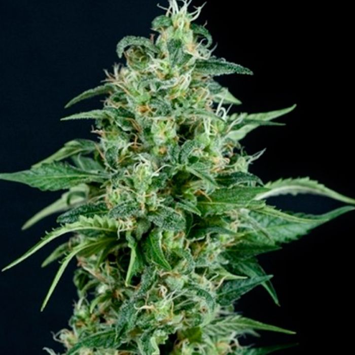 Kryptonite Feminizada Pyramid Seeds - (x1)