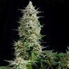 Amnesia Gold Feminizada Pyramidseeds - (x3)