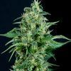 Kryptonite Feminizada Pyramid Seeds - (x3)