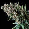 Nefertiti Feminizada Pyramid Seeds - (x1)