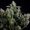 Tutankhamon Feminizada Pyramid Seeds - (x3)