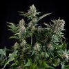 White Widow Feminizada Pyramidseeds - (x3)