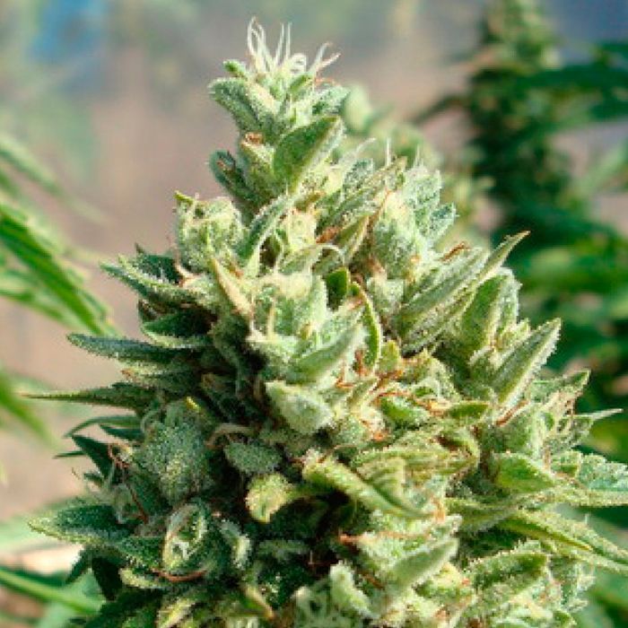 Kandy Kush Feminizada Reserva Privada (x3) 1 Kandy Kush Feminizada Reserva Privada (x3)