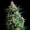 Sour Diesel Feminizada Reserva Privada - (x3)