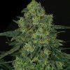 Criminal Feminizada Ripper Seeds - (x3)
