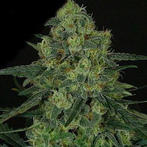 Criminal Feminizada Ripper Seeds – (x3)