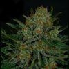 Double Glock Feminizada Ripper Seeds - (x3)