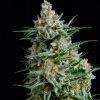 Haze Feminizada Ripper Seeds - (x3)