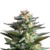 Amnesia Haze Feminizada Royal Queen - (x1)