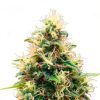 Somango XL Feminizada Royal Queen - (x3)
