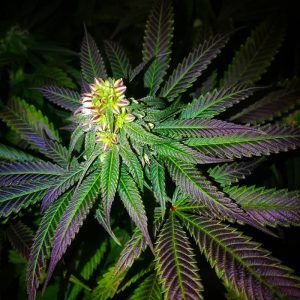 Blizzard Feminizada Seedmakers – (x5)