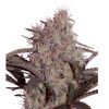 Jack Widow Feminizada Seedmakers - (x5)