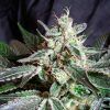 Black Jack F1 Sweet Seeds - (3+1)