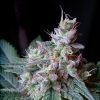 Cream Caramel F1 Sweet Seeds - (3+1)