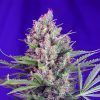 Cream Mandarine F1 Sweet Seeds - (3+1)