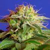 Green Poison Feminizada Sweet Seeds - (3+1)