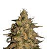 Silver Jack Feminizada Seedmakers - (x5)