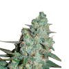 Wonder Skunk Feminizada Seedmakers - (x5)