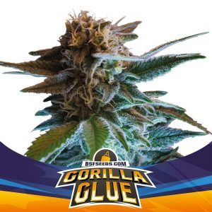 GORILLA GLUE AUTO (X7) – BSF SEEDS