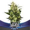 GELATO XXL AUTO (X4) - BSF SEEDS