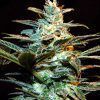 Ice Cool fem Sweet Seeds – (x3)
