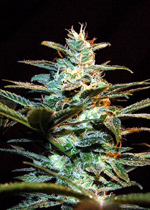 Ice Cool fem Sweet Seeds – (x3) 1 Ice Cool fem Sweet Seeds – (x3)