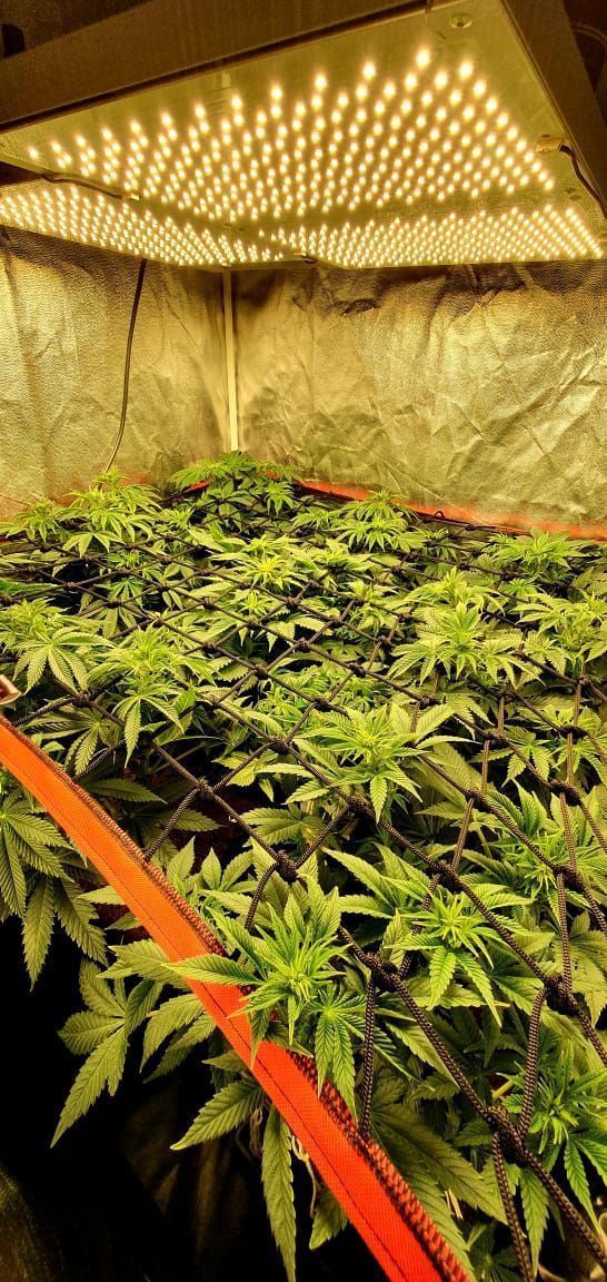 Malla Kanovi scrog 120x120 (196 espacios) 7 Malla Kanovi scrog 120x120 (196 espacios)