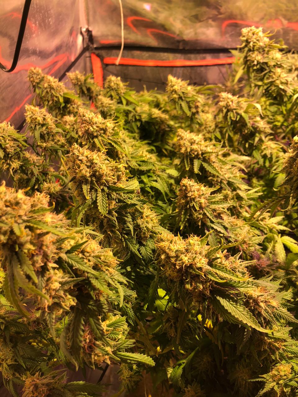 Malla Kanovi scrog 60x60 (64 espacios) 3 Malla Kanovi scrog 60x60 (64 espacios)