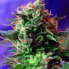 Jack 47 Feminizada Sweet Seeds - (3+1)