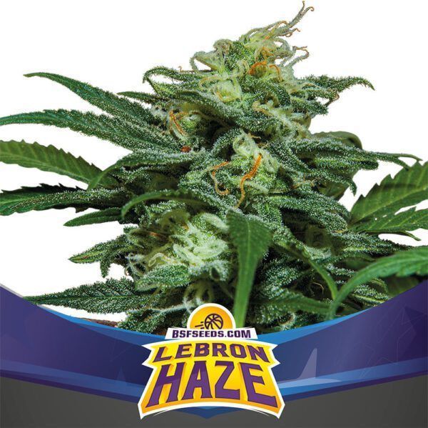 Auto Lebron Haze BSF - (x4) 1 Auto Lebron Haze BSF - (x4)