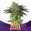 Lebron Haze fem BSF – (x4)