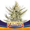 Tangie XXL Auto BSF - (x4)