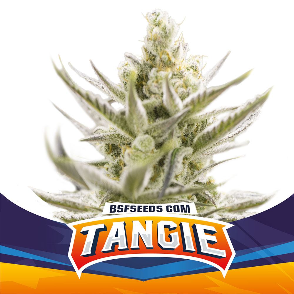 Tangie XXL Auto BSF - (x2) 1 Tangie XXL Auto BSF - (x2)
