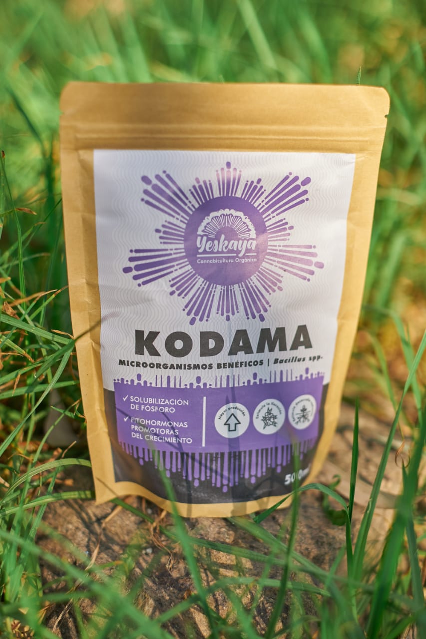 KODAMA – YESKAYA