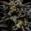 Zombie Kush Feminizada Ripper Seeds - (x3)